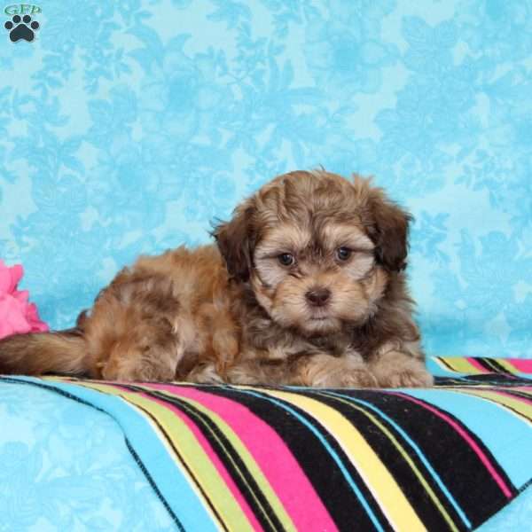 Jay, Shih-Poo Puppy